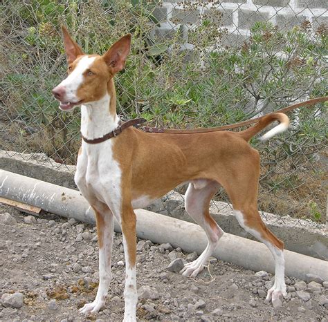 Perros de caza podenco